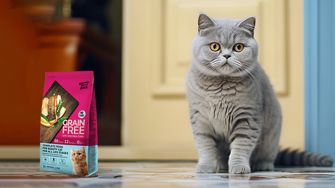 Tips | How to Care for Indoor Cats to Keep Them Healthy and Active