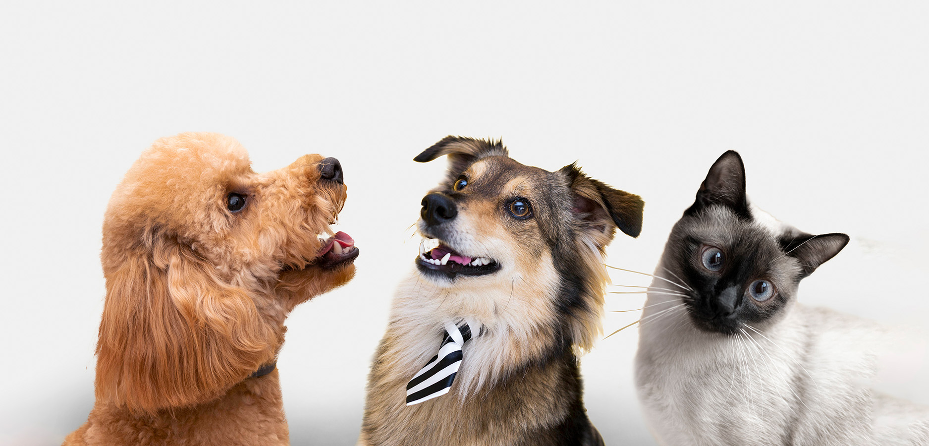 Pet Care | Keeping Pets Fit: Why Weight Management Matters for Dogs & Cats
