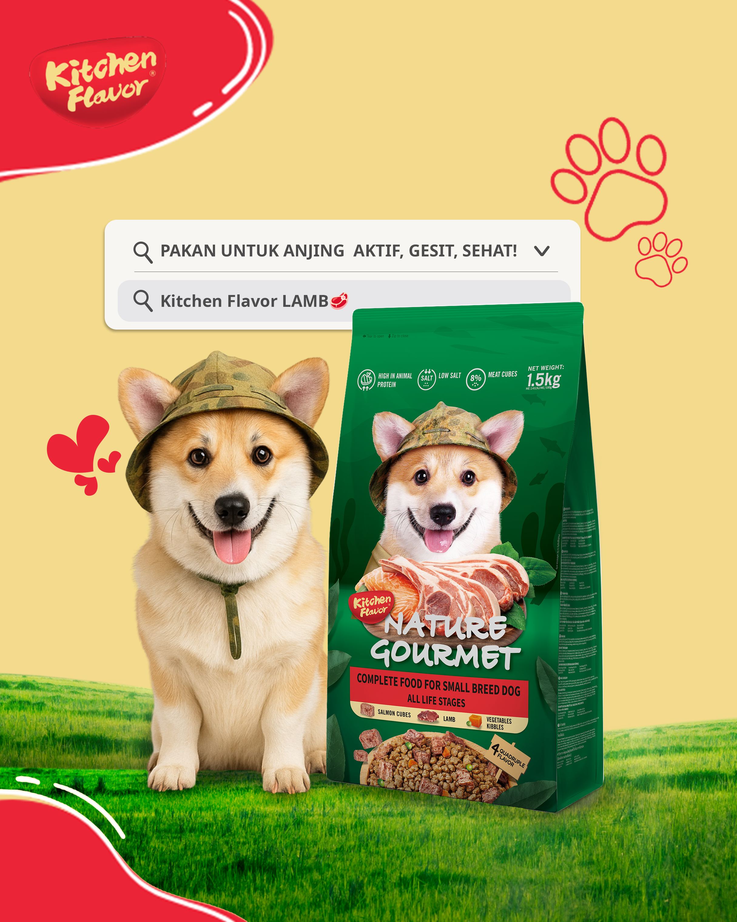 Pet Care | Feeding on Pets with Sensitive Stomach